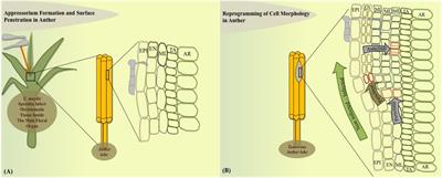 Insights into Host Cell Modulation and Induction of New Cells by the Corn Smut Ustilago maydis